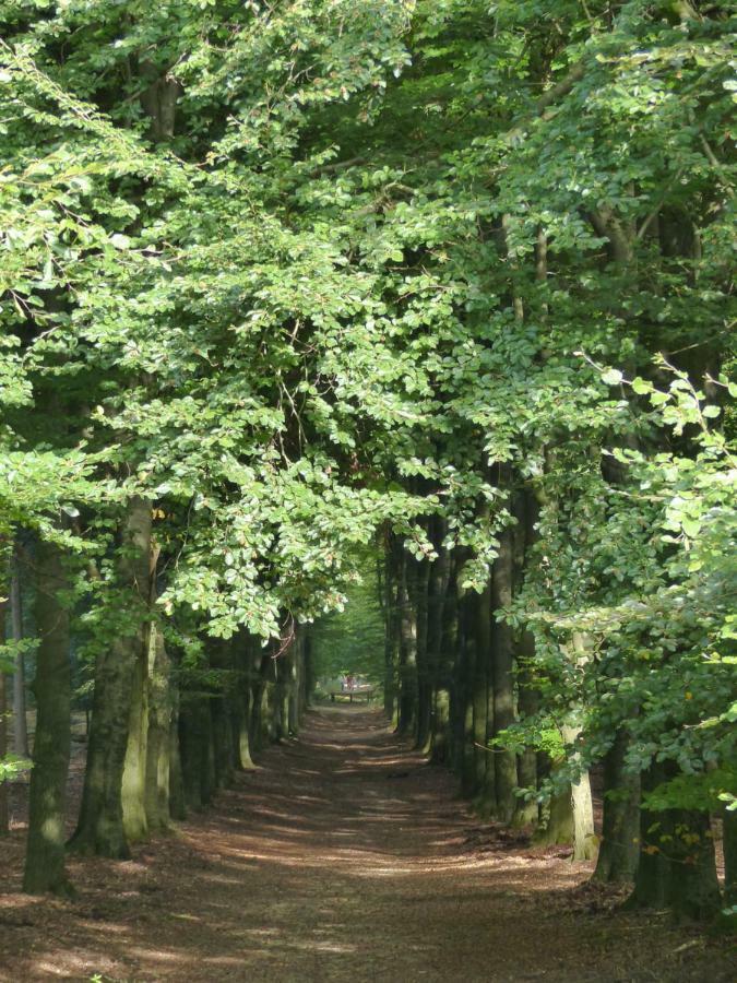 B&B Onder De Rode Beuk Dieren Esterno foto
